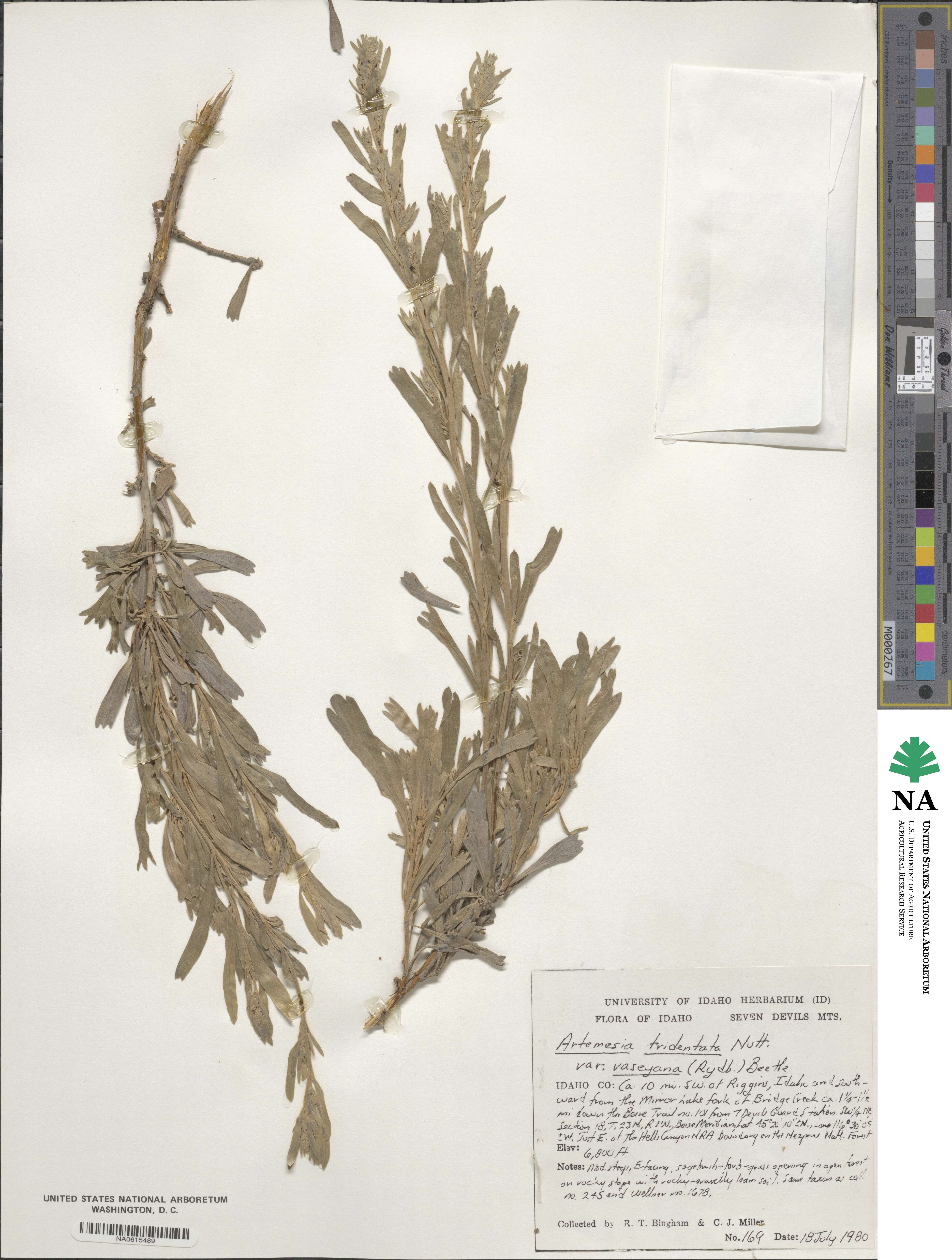 Artemisia tridentata subsp. vaseyana image