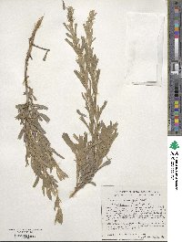 Artemisia tridentata subsp. vaseyana image