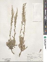 Artemisia tridentata subsp. vaseyana image