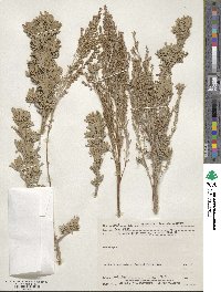 Artemisia tridentata subsp. vaseyana image