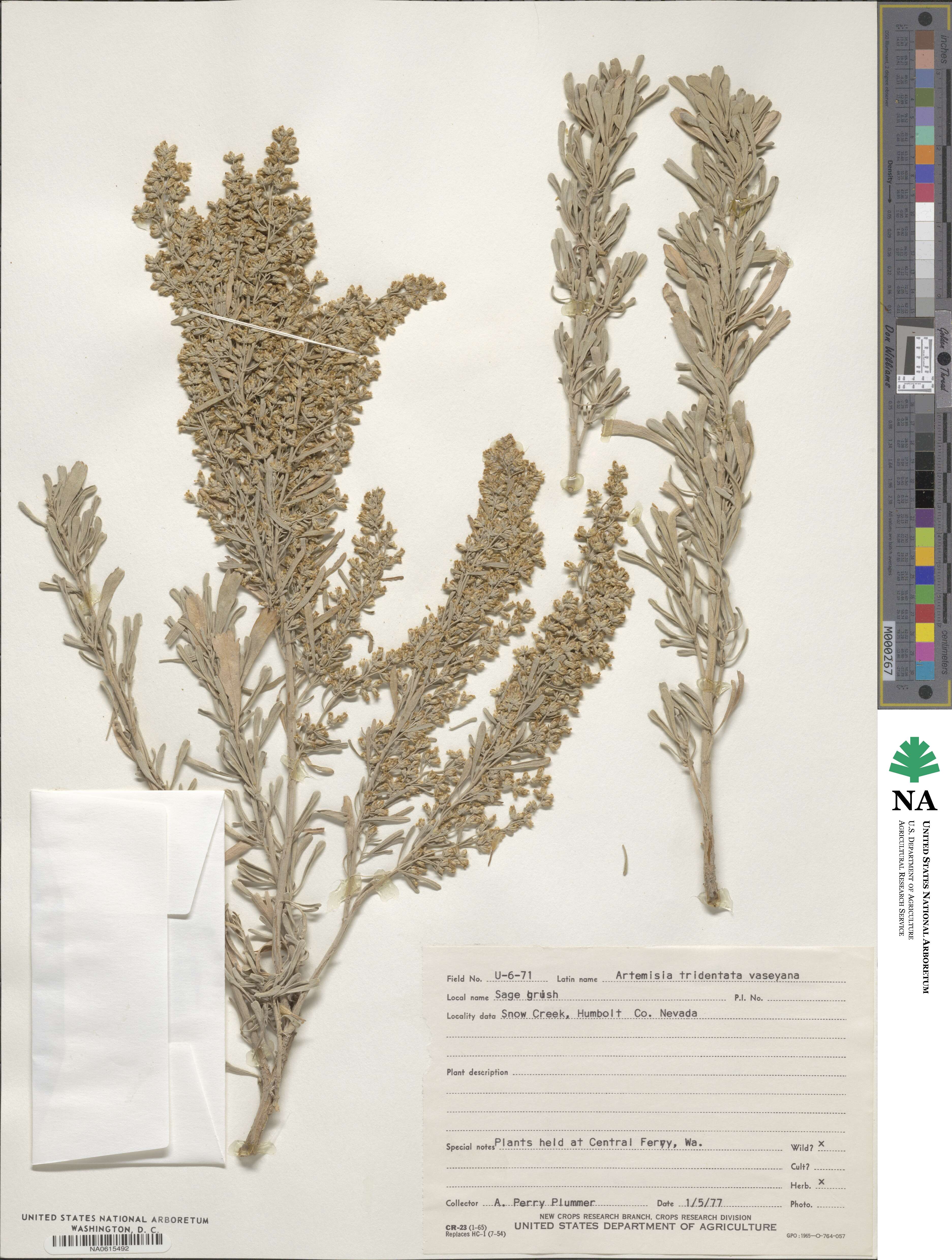 Artemisia tridentata subsp. vaseyana image