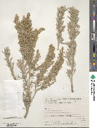 Artemisia tridentata subsp. vaseyana image