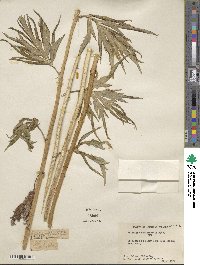 Artemisia tilesii image