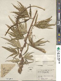 Artemisia tilesii image