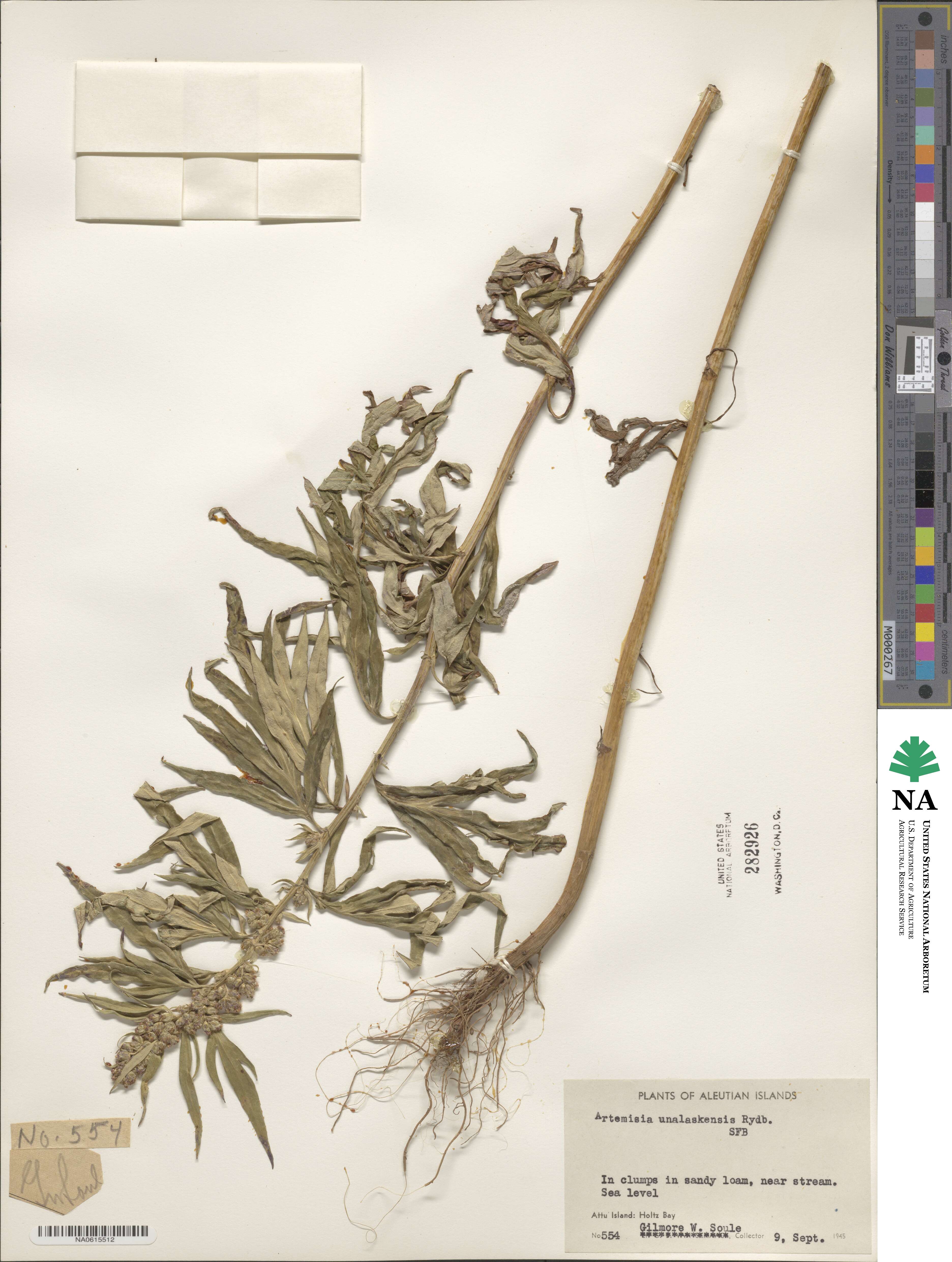 Artemisia tilesii image