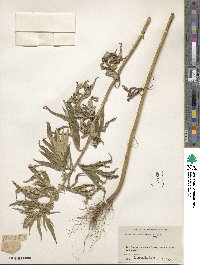 Artemisia tilesii image