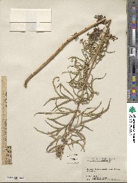 Artemisia tilesii image