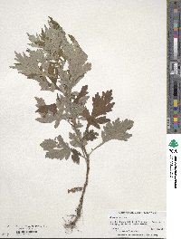 Artemisia vulgaris image