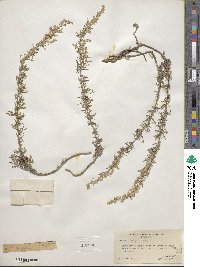 Artemisia carruthii image