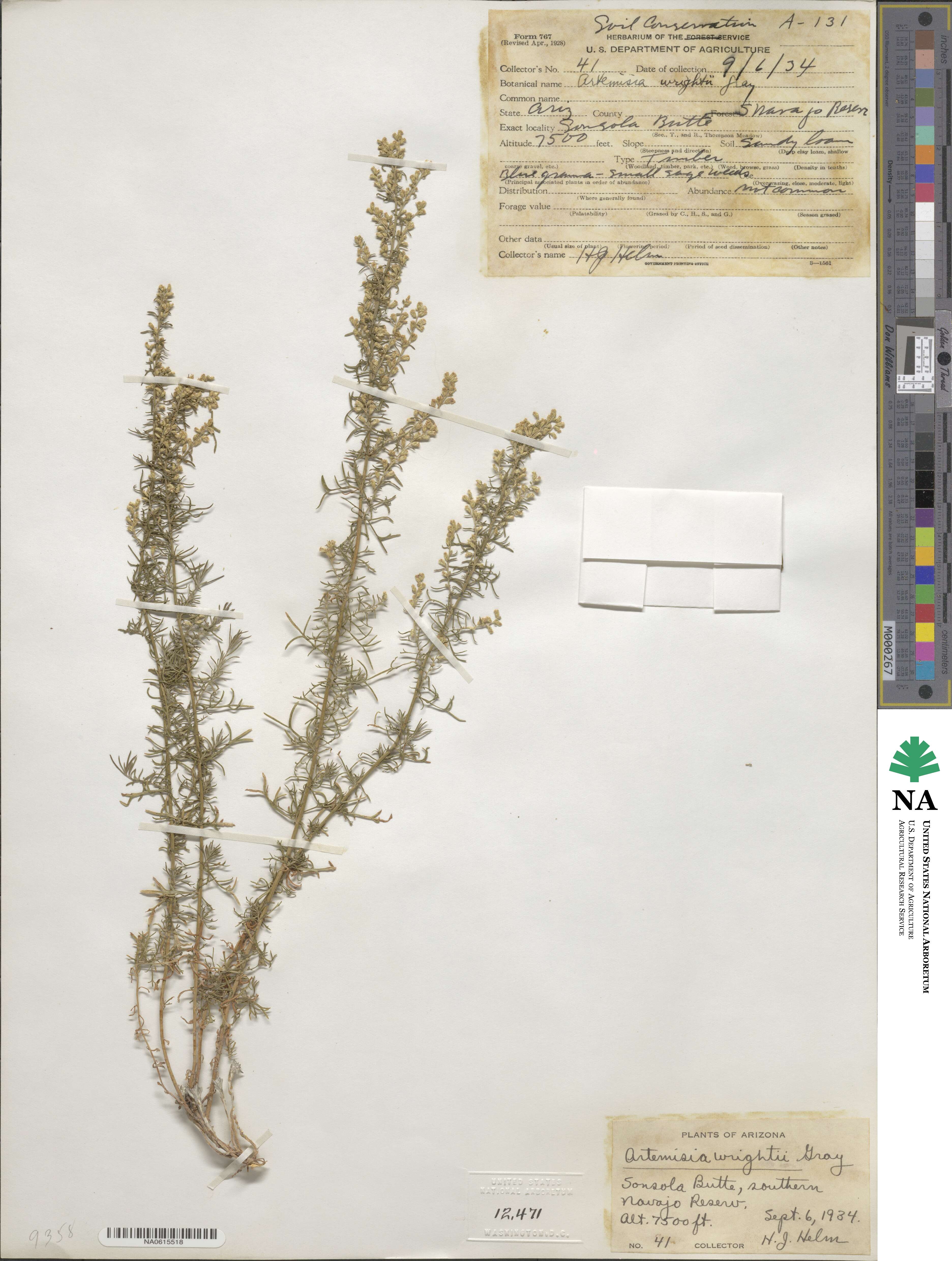 Artemisia carruthii image