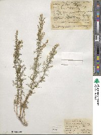 Artemisia carruthii image