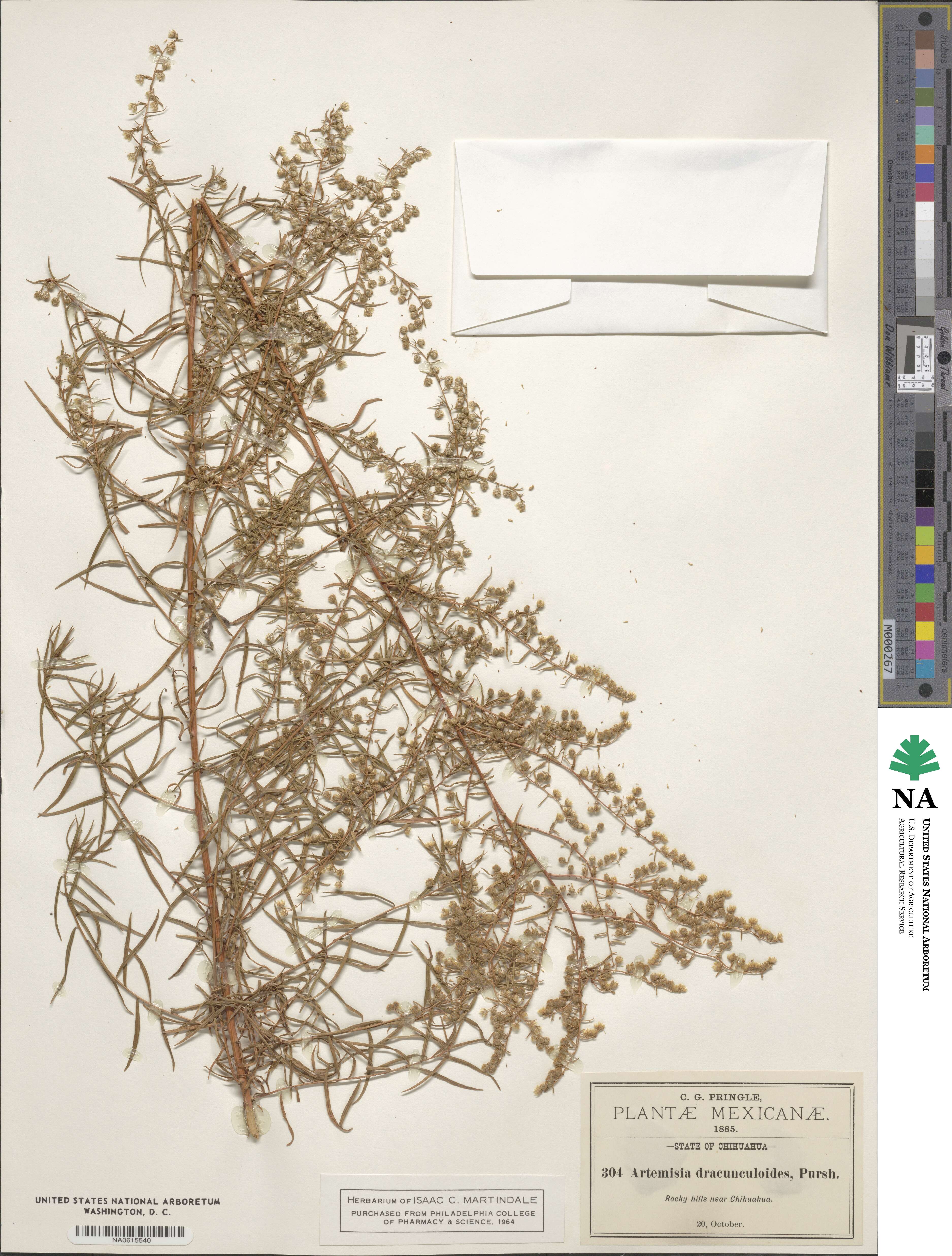 Artemisia dracunculus image