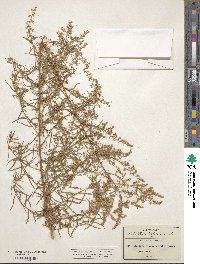 Artemisia dracunculus image