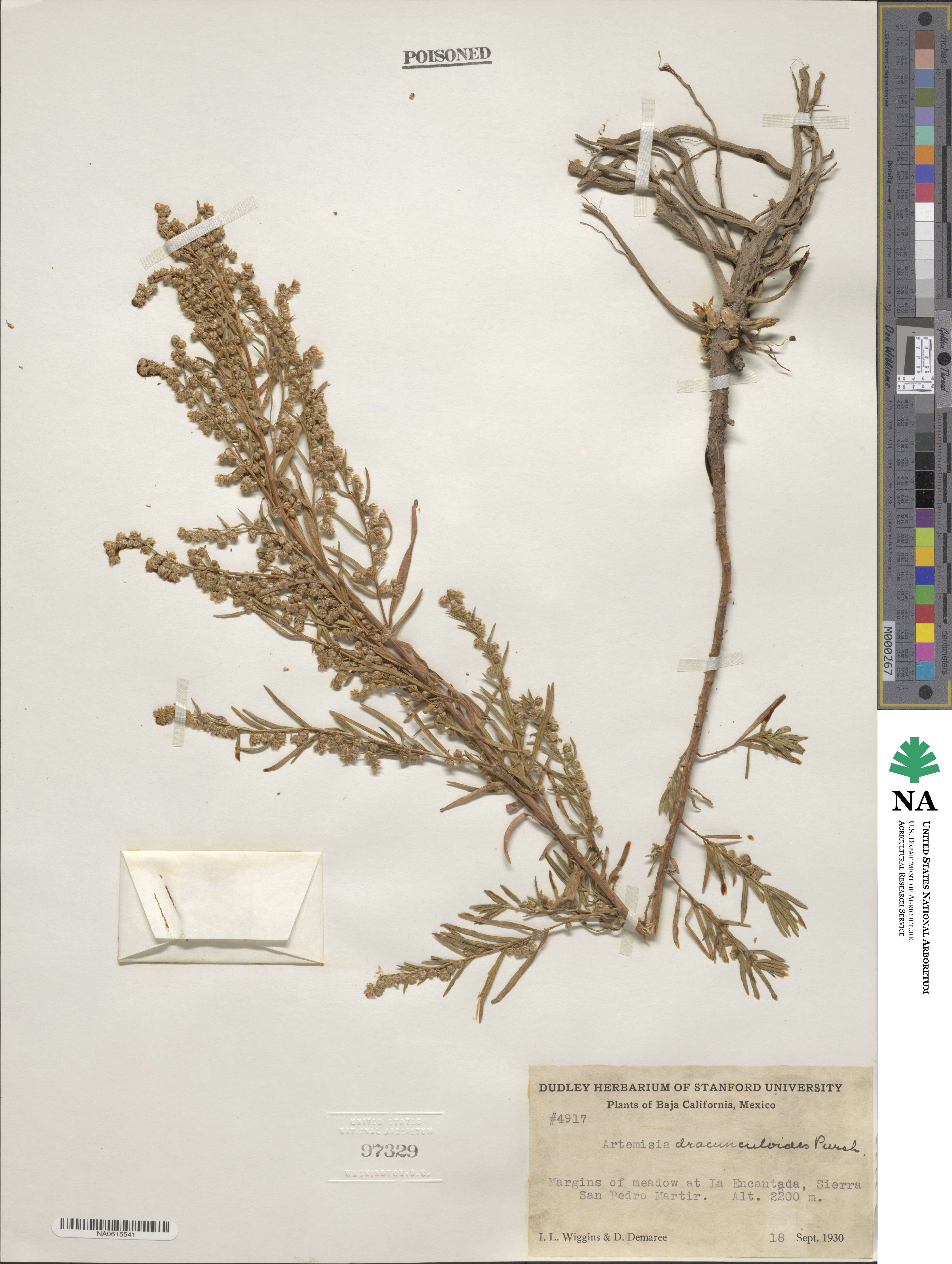 Artemisia dracunculus image