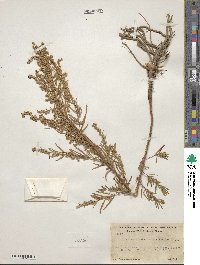 Artemisia dracunculus image