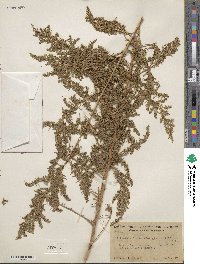 Artemisia glauca image