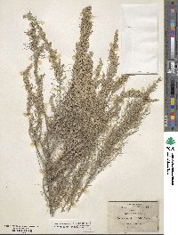 Artemisia filifolia image