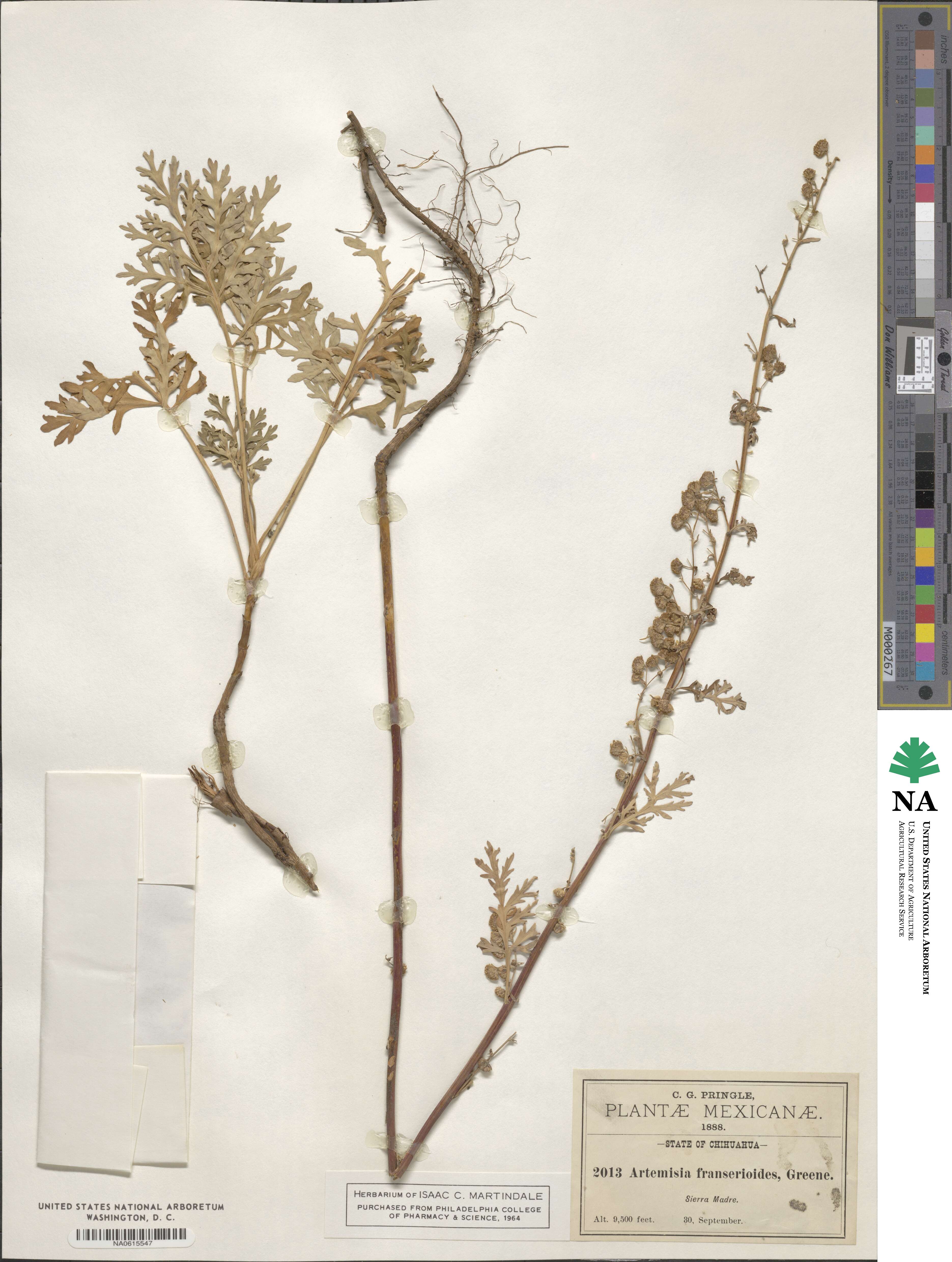 Artemisia franserioides image