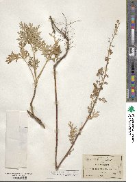 Artemisia franserioides image