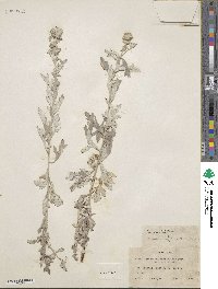 Artemisia ludoviciana image