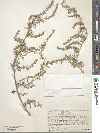 Artemisia ludoviciana image