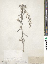 Artemisia ludoviciana image