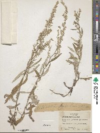 Artemisia ludoviciana image