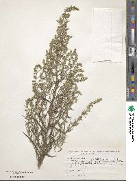 Artemisia ludoviciana image