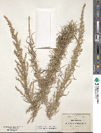 Artemisia mexicana image