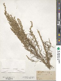 Artemisia mexicana image