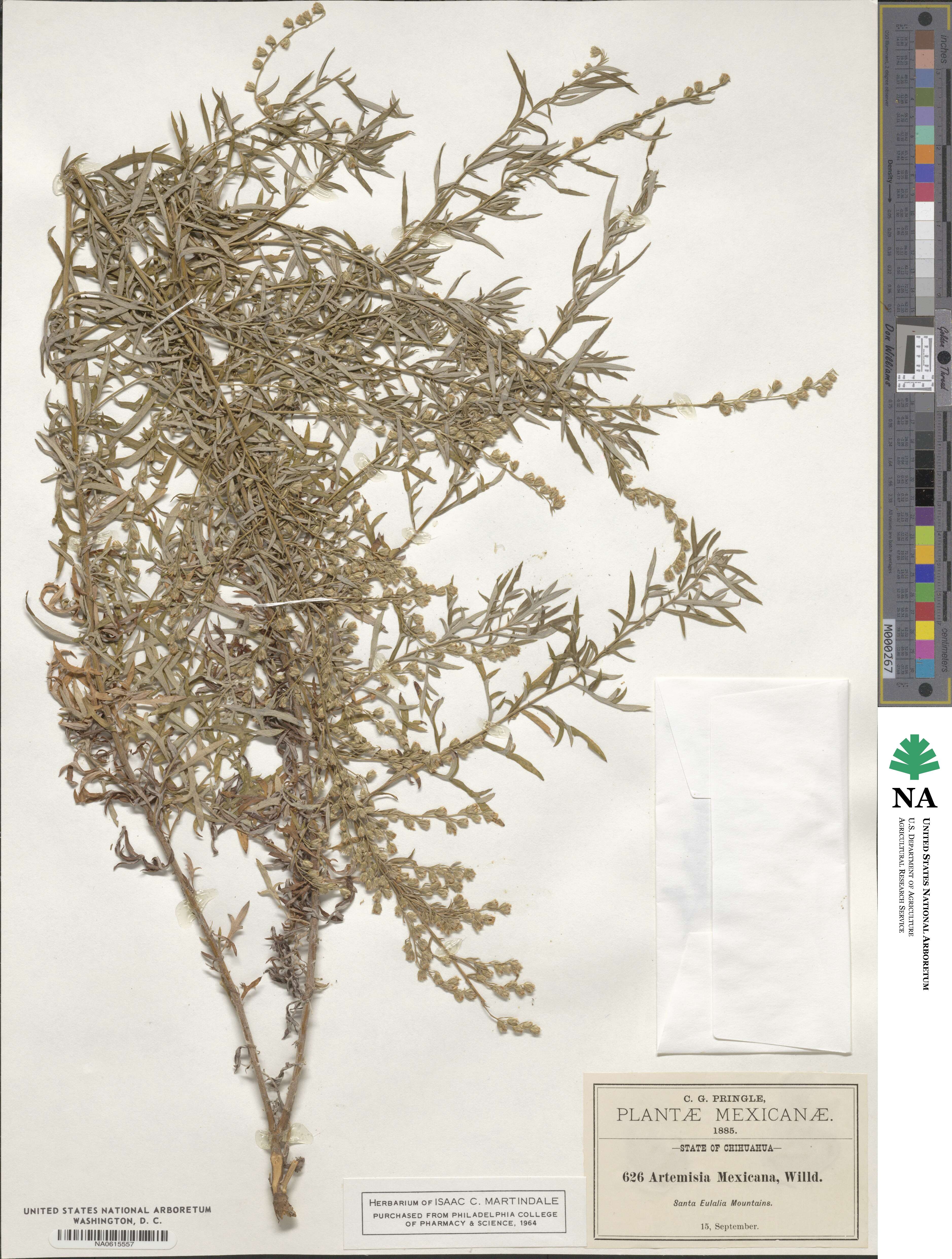 Artemisia mexicana image