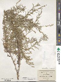 Artemisia mexicana image