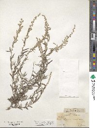 Artemisia mexicana image