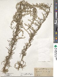 Artemisia mexicana image