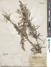 Artemisia mexicana image