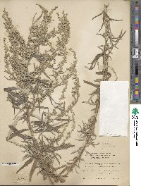 Artemisia mexicana image