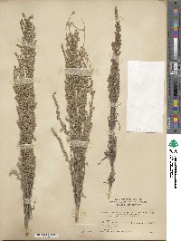 Artemisia mexicana image