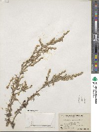 Artemisia mexicana image