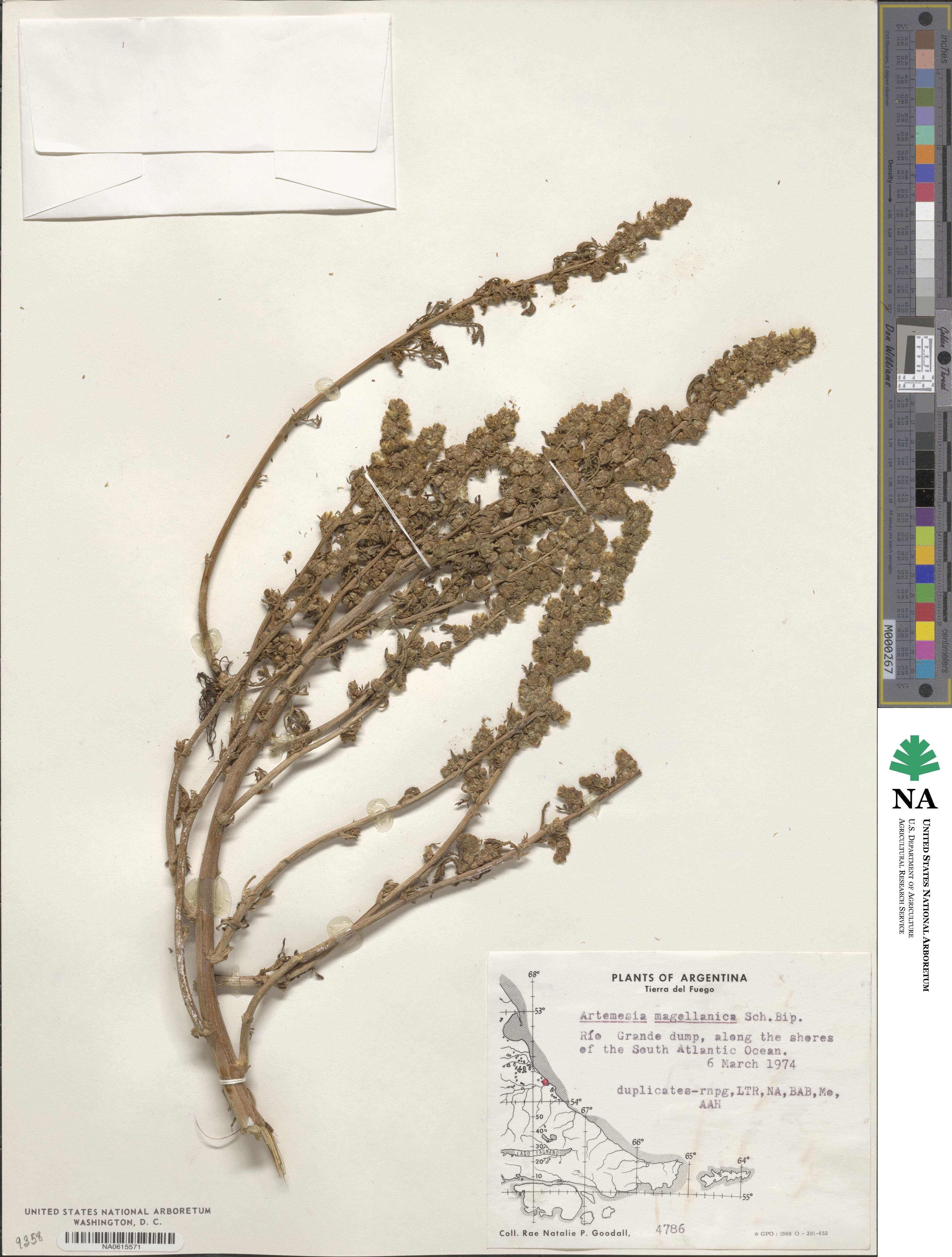 Artemisia magellanica image