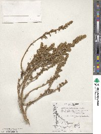 Artemisia magellanica image