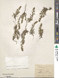 Artemisia magellanica image