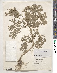 Artemisia absinthium image