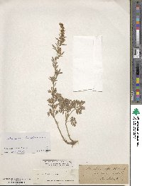 Artemisia absinthium image