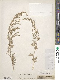 Artemisia absinthium image