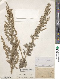 Artemisia absinthium image