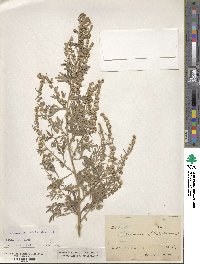 Artemisia absinthium image