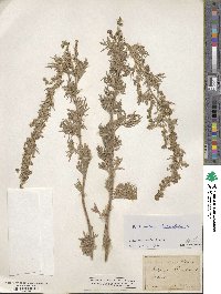 Artemisia absinthium image