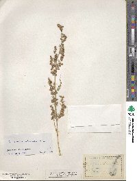 Artemisia absinthium image