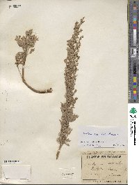 Artemisia absinthium image