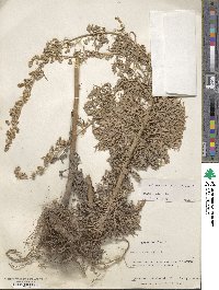 Artemisia absinthium image